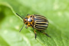 potato-beetle