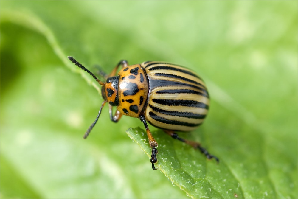 Potato Beetle Top Facts Tips