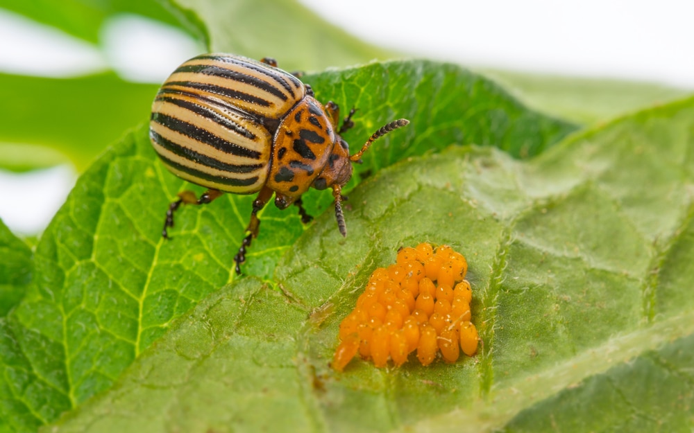 Potato Bug Larvae Top Identification Control Tips