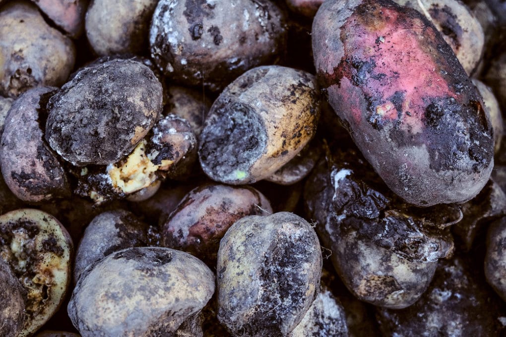 fungus that looks like a potato