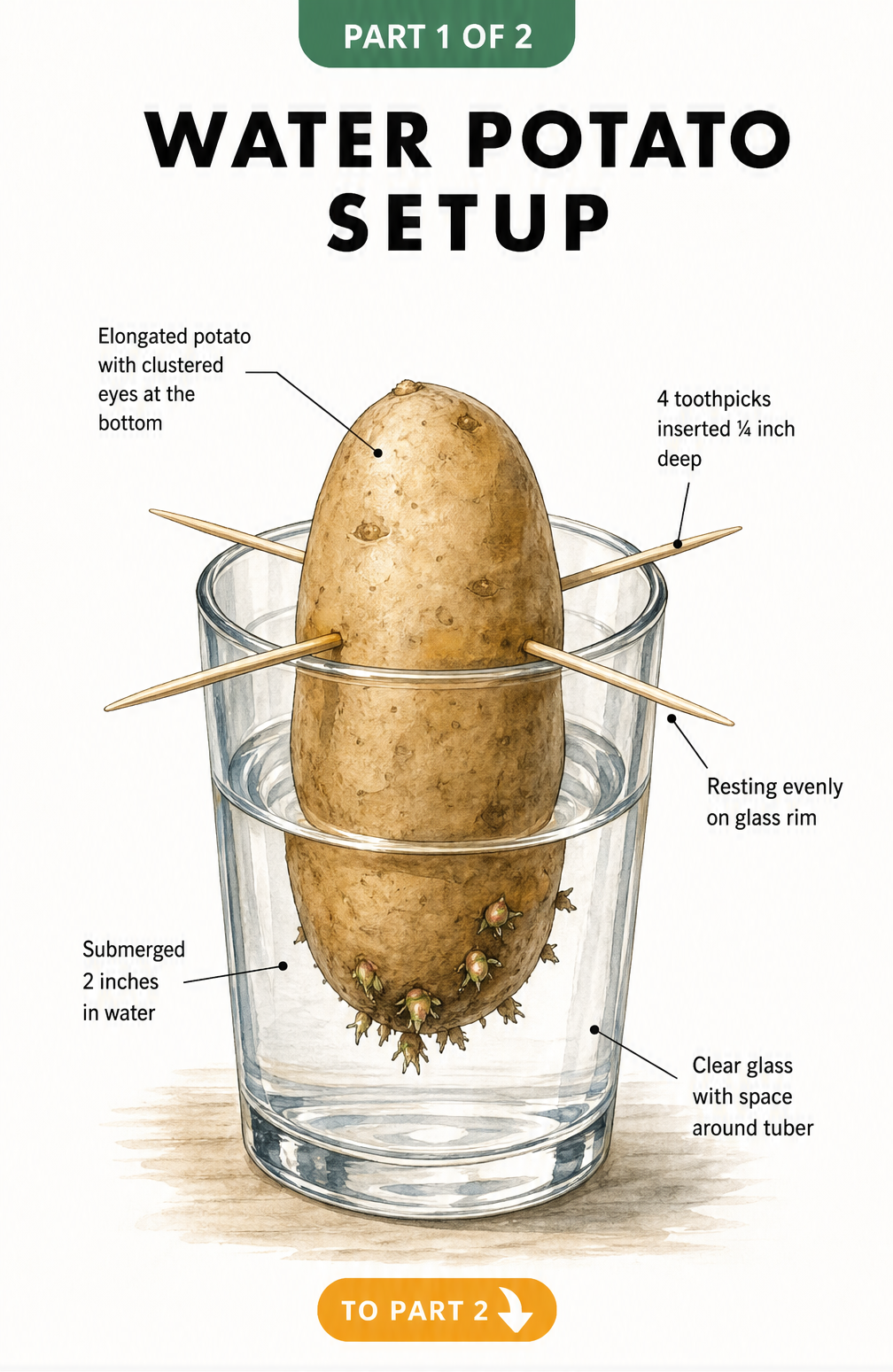 Illustration showing how to suspend a potato in a glass of water using toothpicks