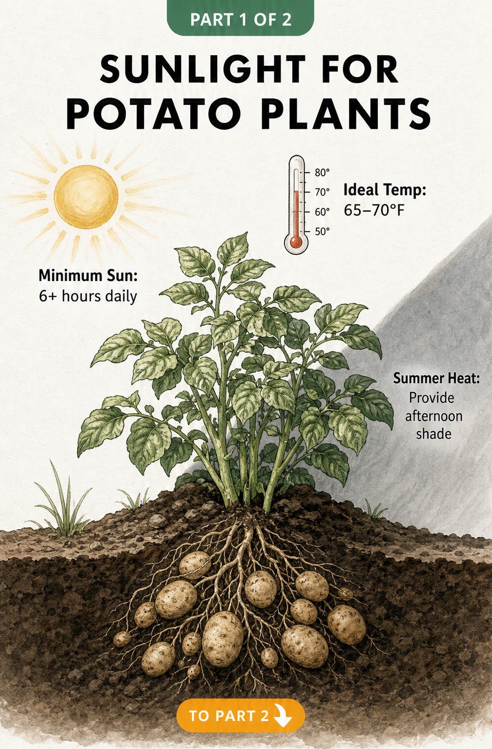 Botanical illustration showing a potato plant needing 6 or more hours of sunlight and ideal temperatures of 65 to 70 degrees Fahrenheit.