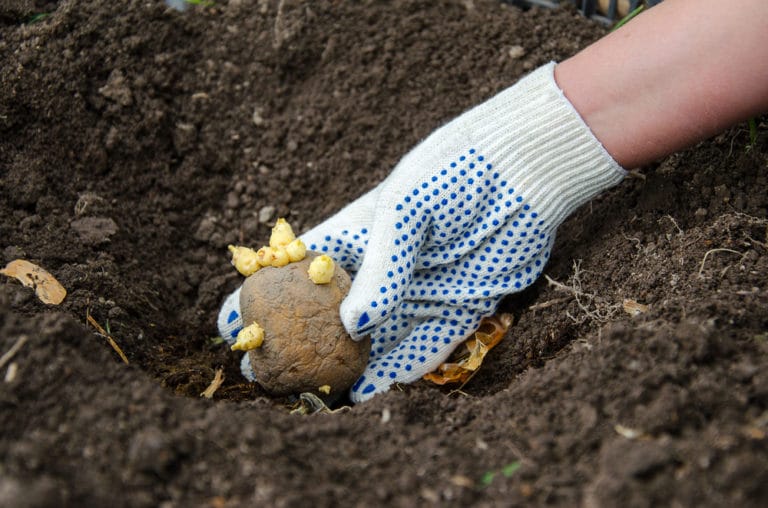 Planting Sprouted Potatoes is Easy as Pie