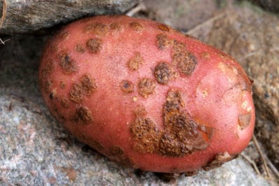 potato-scab