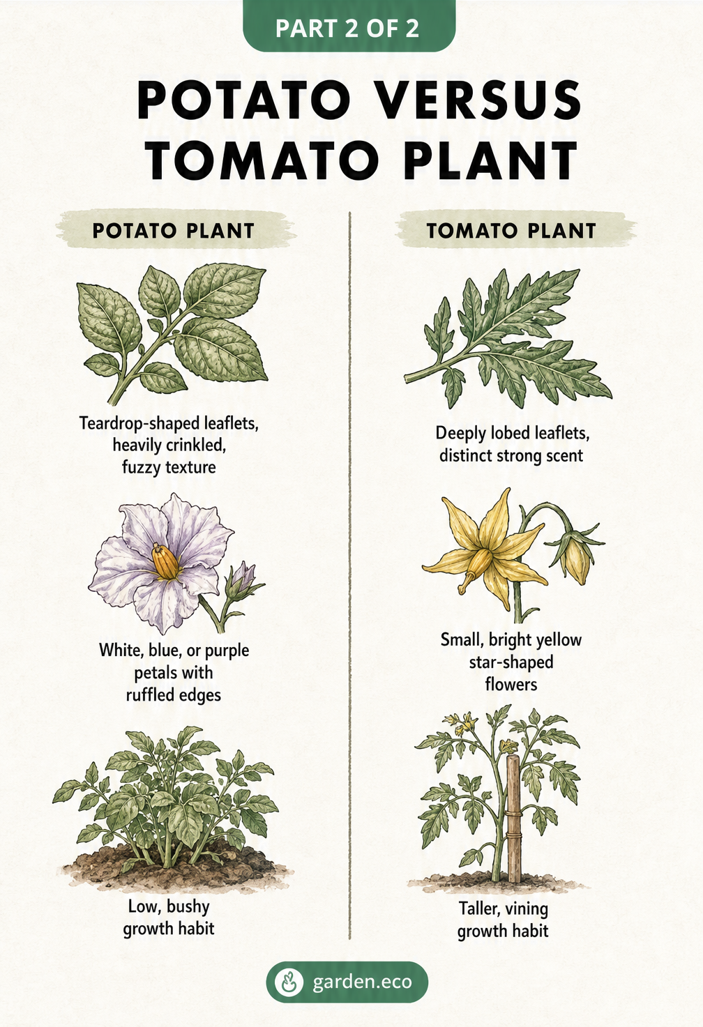 Side-by-side botanical sketch comparing the leaves, flowers, and growth habits of a potato plant versus a tomato plant.