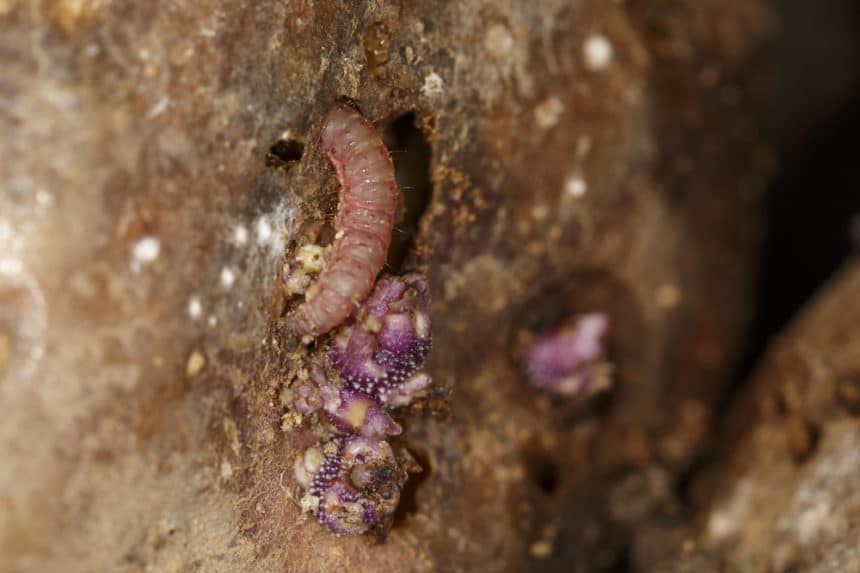 Potato Bug Larvae » Top Identification & Control Tips