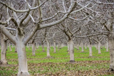 pruning-pecan-trees