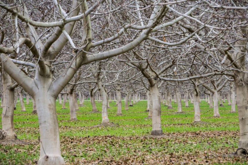 Pruning Pecan Trees » Tips on Why, How & When