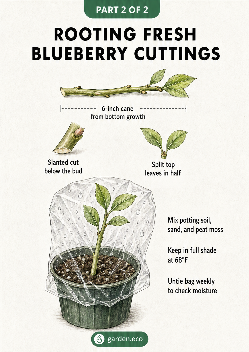 Diagram showing how to prepare and plant a fresh blueberry cutting in a pot covered with a plastic bag.