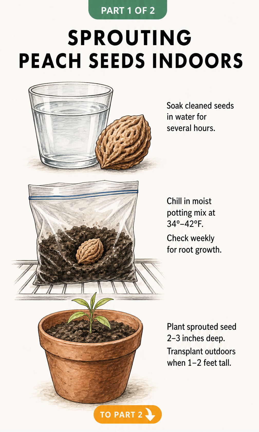 Botanical illustration showing how to sprout a peach seed indoors by soaking, chilling in a plastic bag, and planting in a terracotta pot.