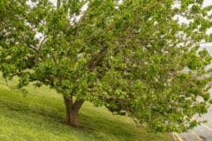 title-mulberry-tree-identification