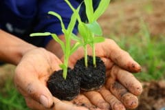 transplanting-corn