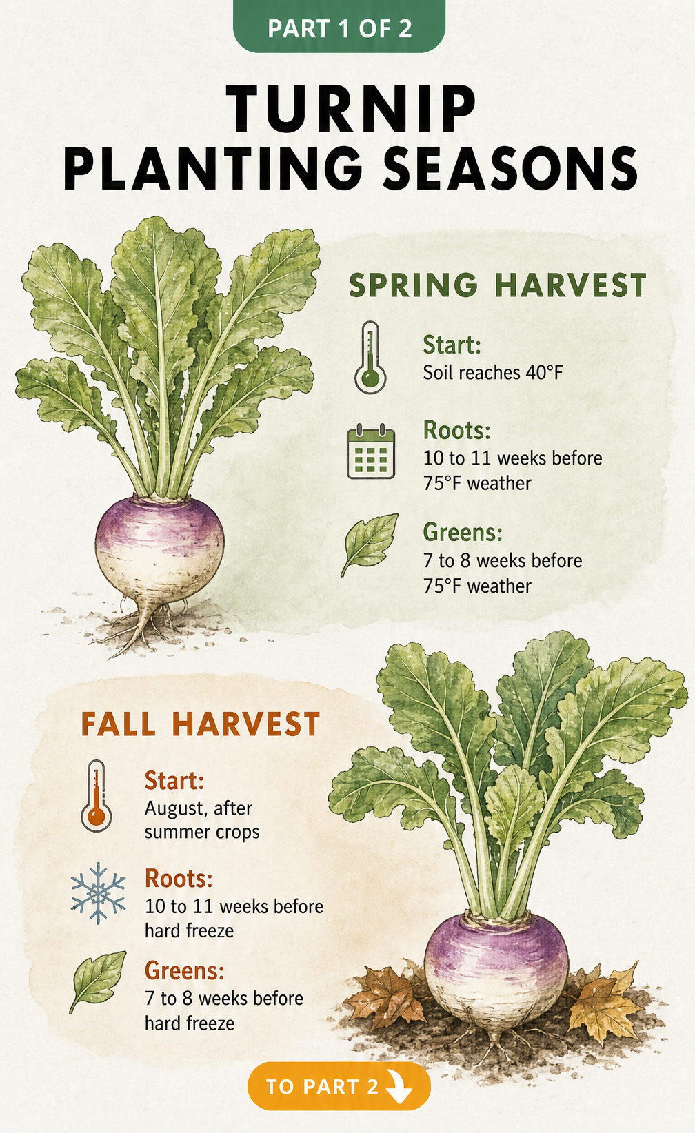 Illustration showing turnip planting seasons for spring and fall harvests with temperature and timing guidelines.