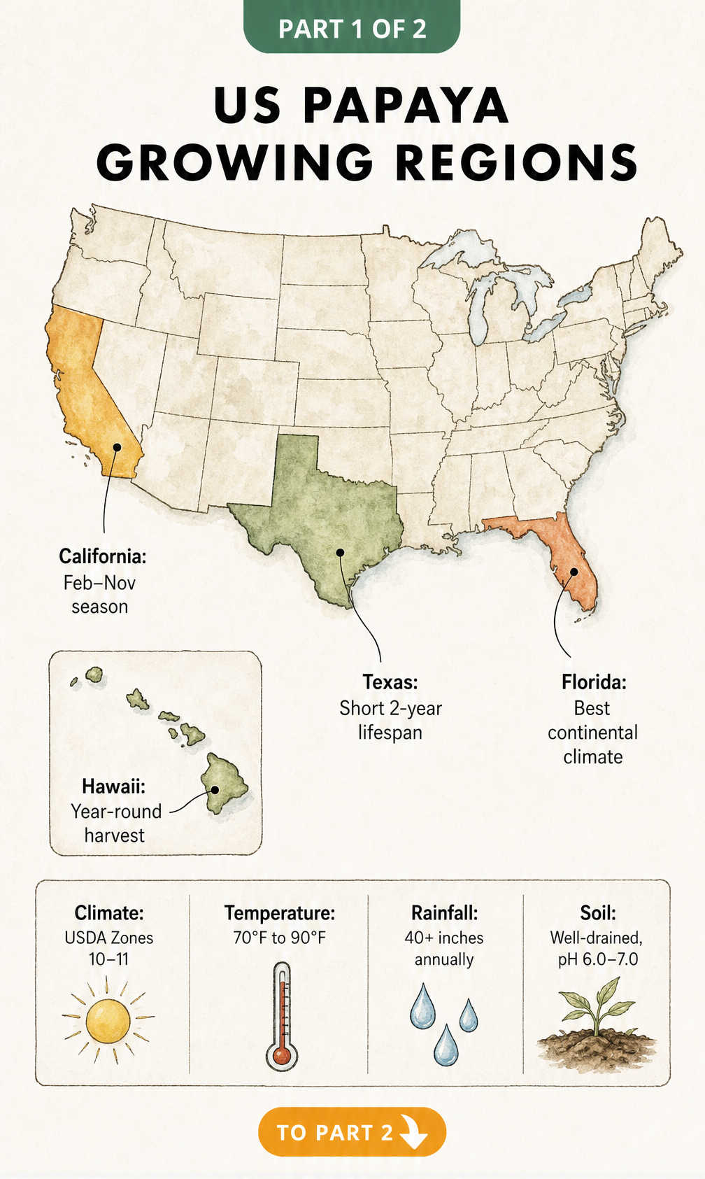 Vintage botanical map of the US showing papaya growing regions in Hawaii, Florida, California, and Texas with ideal climate conditions.