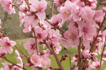 When Do Peach Trees Bloom? » All the Facts