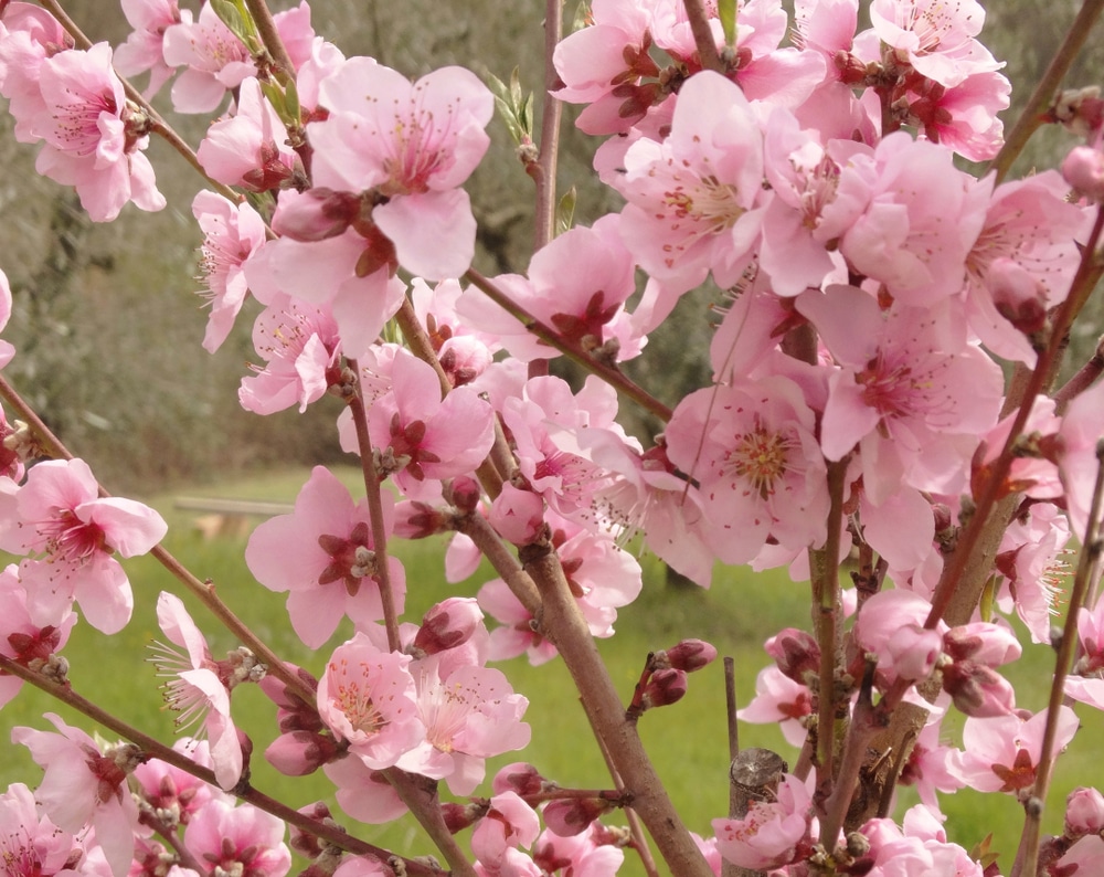 When Do Peach Trees Bloom 