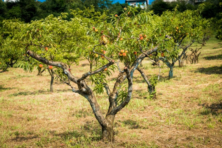 When Do Peach Trees Bloom? » All the Facts
