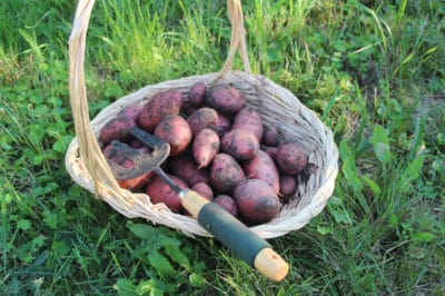 when-to-harvest-red-potatoes
