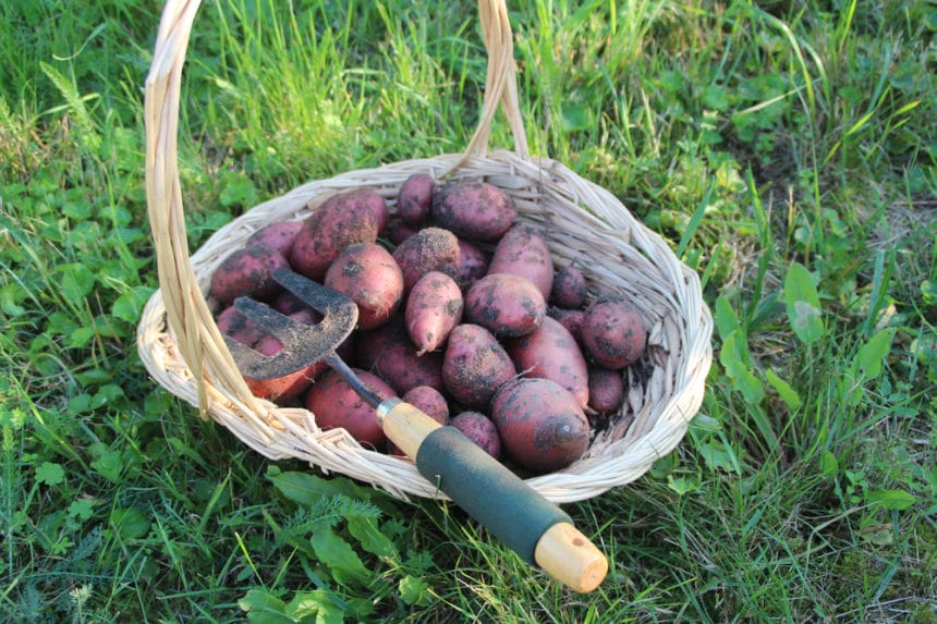 When To Plant Potatoes In Zone 7 Top Tips When to plant potatoes in zone 7 top tips