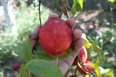 when-to-pick-peaches