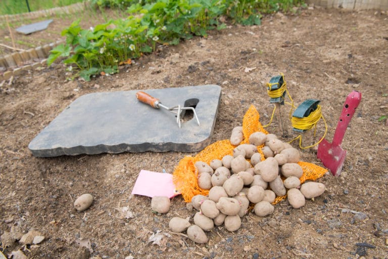 When to Plant Potatoes in Zone 7? » Top Tips