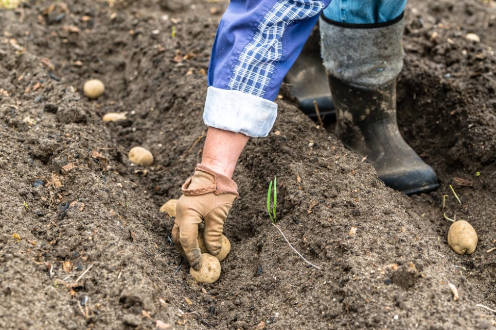 When to plant potatoes in zone 7 top tips