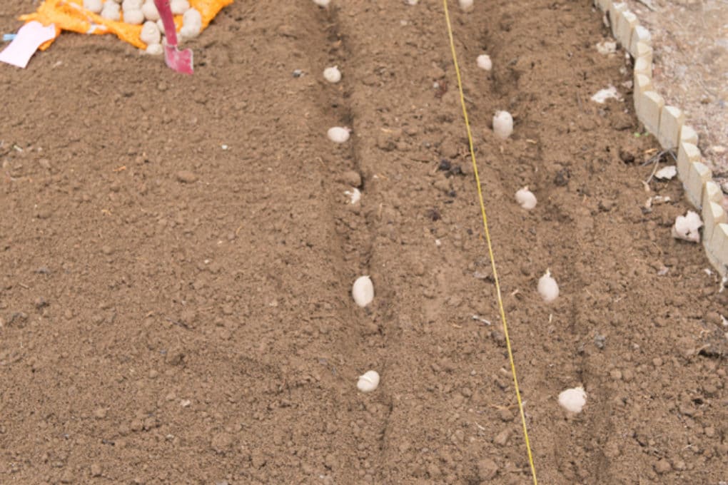 when-to-plant-potatoes-in-texas-garden-eco