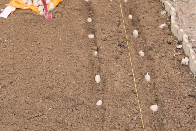 When To Plant Potatoes In Texas Garden eco when-to-plant-potatoes-in-texas-garden-eco