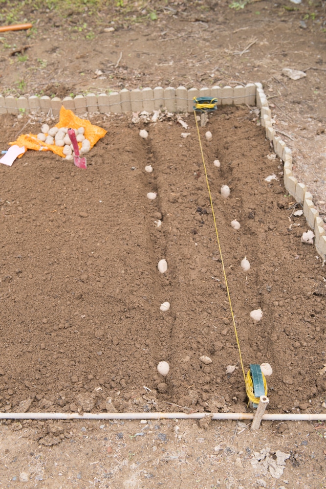 When To Plant Potatoes In Zone 7 Top Tips