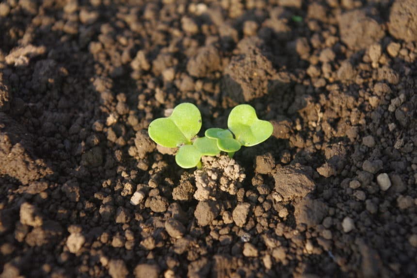 when-to-plant-mustard-green-top-timing-tips