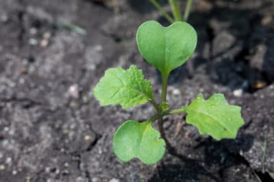 when-to-plant-turnips