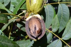 where-are-pecans-grown