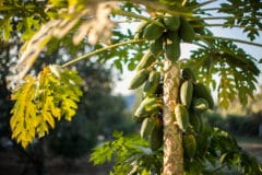 where-do-papayas-grow