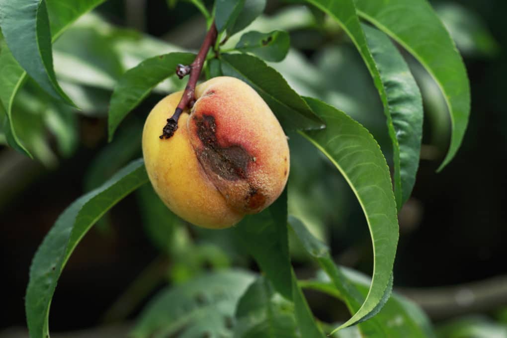 Black Spots on Peaches » Identification Tips & Control