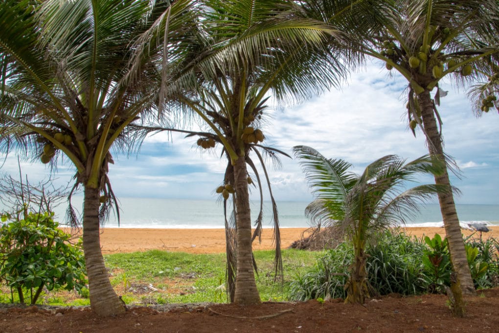 Coconut Soil » Top Tips on Preferred Conditions