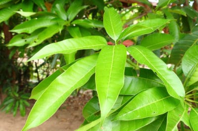 do-mango-trees-lose-their-leaves
