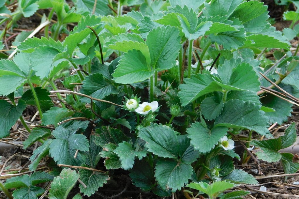Do Strawberries Need Full Sun? » Top Lighting Tips