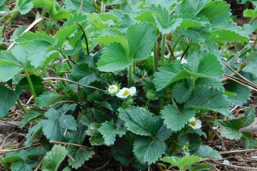Growing Strawberries as a Groundcover Garden.eco