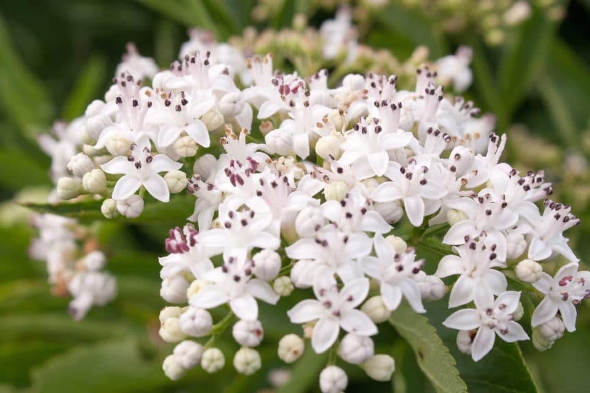 Elderberry Flower » Top Facts & Tips