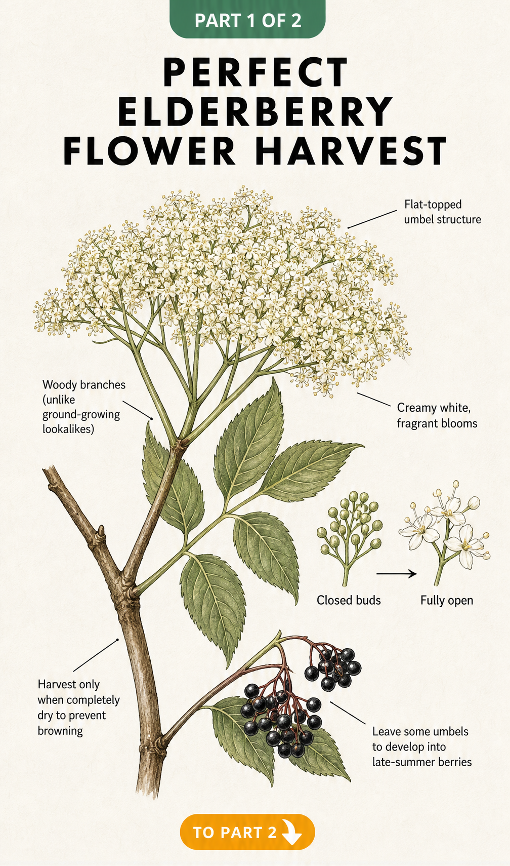 Botanical illustration of an elderberry flower umbel showing woody branches and creamy white blooms