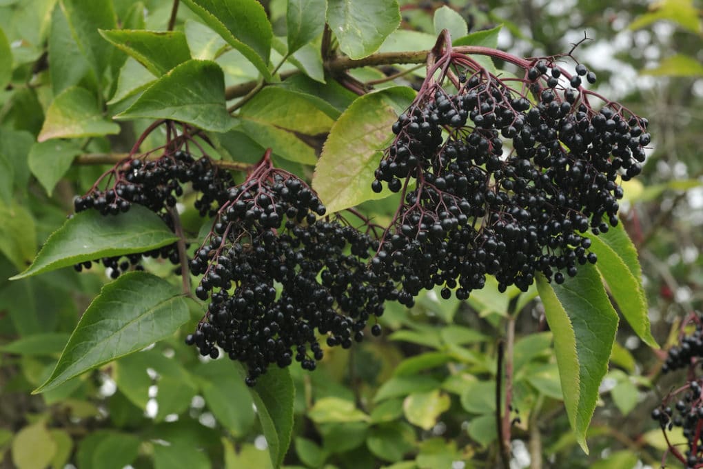 Elderberry Tree Identification » Top Tips & Facts