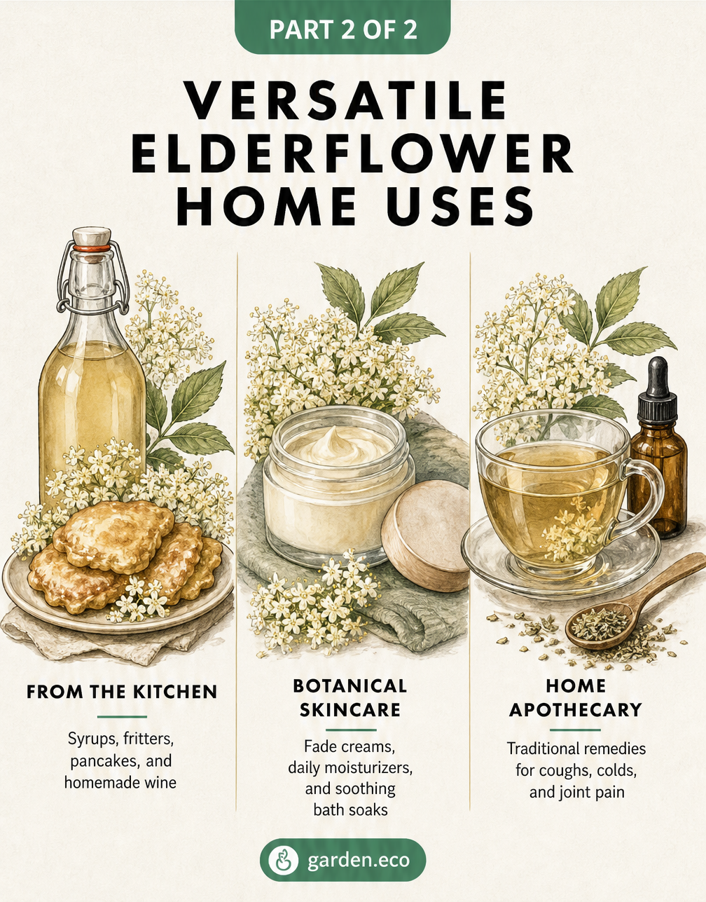 Three botanical vignettes illustrating elderflower uses in the kitchen, skincare, and home apothecary