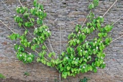 espalier-quince