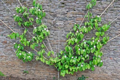 espalier-quince