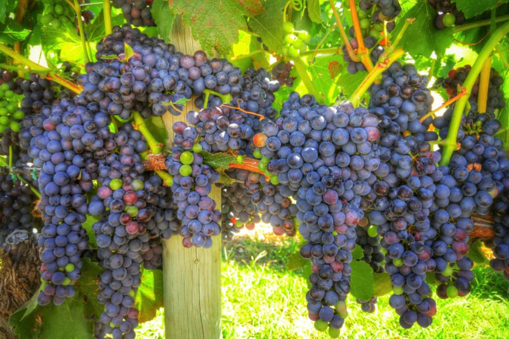 How Long Does it Take Grapes to Grow?