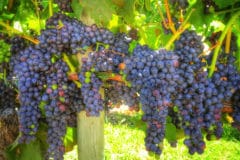 grape-vine-care