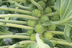 growing-brussels-sprouts