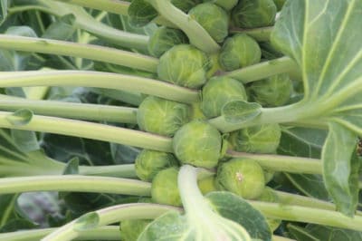 growing-brussels-sprouts