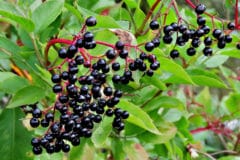 growing-elderberries