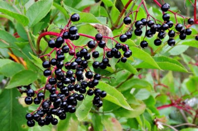 growing-elderberries